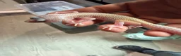 Leopard Gecko reptiles for sale: Leopard Gecko  in London - Advert 10