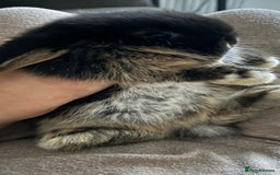 Mini Lop rabbits for sale: Gorgeous Mini Lops x1 available now  - Image 2