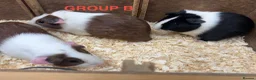 Guinea Pig rodents for sale: Young Male / Boar Dutch Guinea pigs - Advert 12