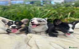 Welsh Corgi Cardigan dogs for sale: ⭐️Beautiful Cardiganshire Corgi Pups⭐️*1 LEFT* - Image 11