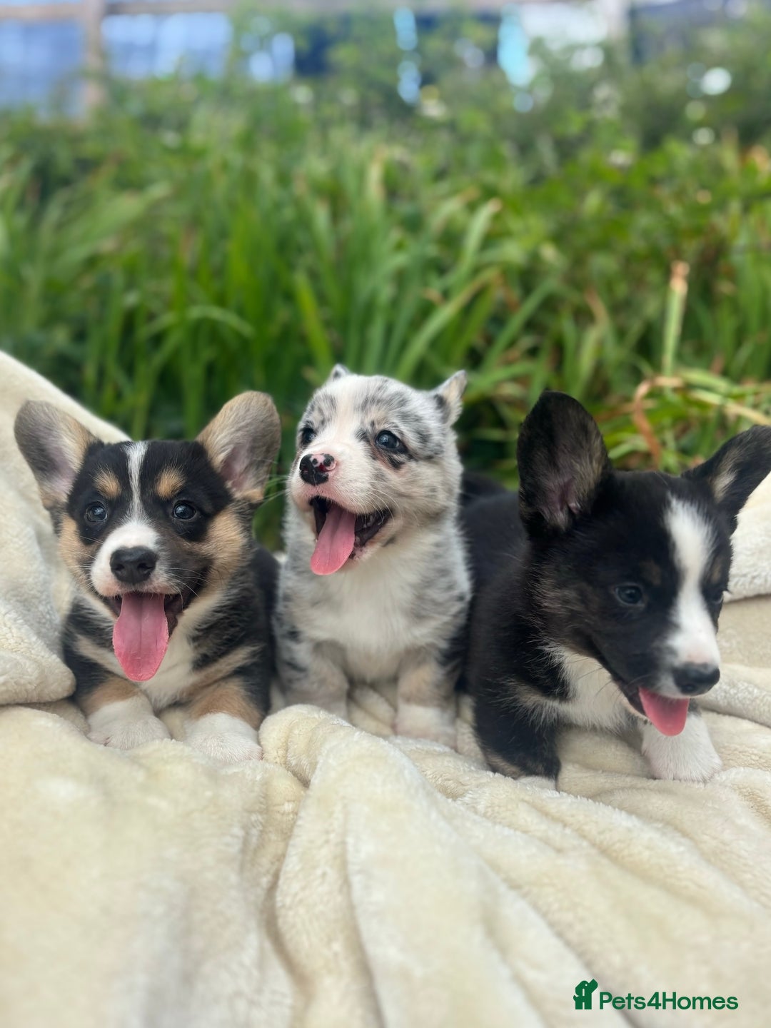 Welsh Corgi Cardigan dogs for sale: ⭐️Beautiful Cardiganshire Corgi Pups⭐️*1 LEFT* - Image 11