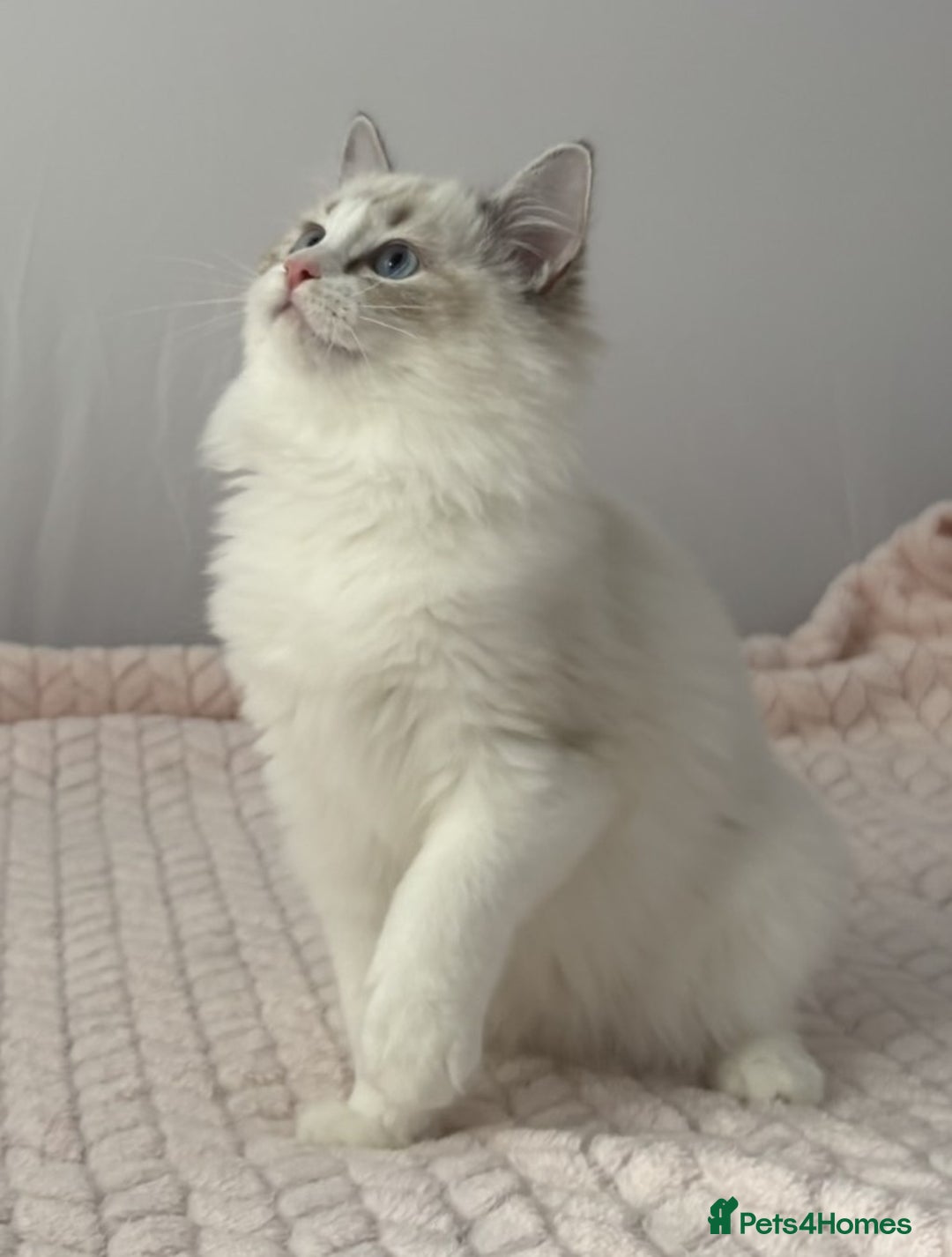 Ragdoll cats for sale: Playful Pedigree Ragdoll Kittens Available - Image 4