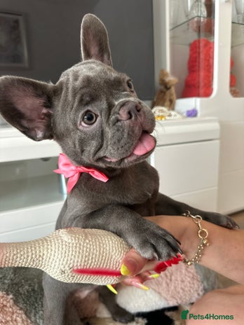 French Bulldog dogs - Advert 6