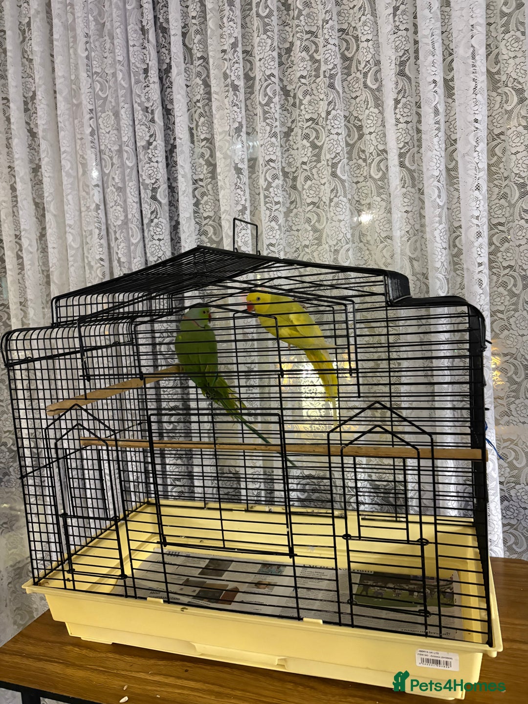 Ringnecks birds for sale: Male and female ringneck with cage - Advert 2