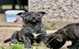 Mixed Breed dogs for sale: Weeranian Pups - Image 8