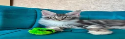 Maine Coon cats for sale: TICA Pedigree Registered Maine Coon Kittens - Advert 11
