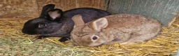 Mixed Breed rabbits for sale: Gorgeous pair of mixed breed girls- Dutch x Dwarf - Advert 9