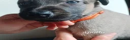 Lurcher dogs for sale: 9 beautiful Bedlington X Whippet puppies  - Advert 5
