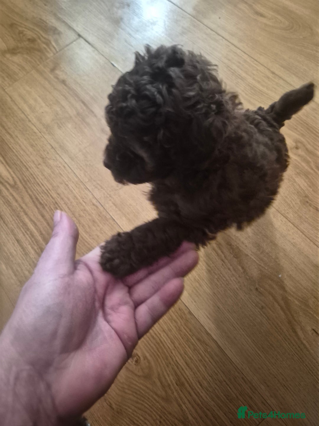 Toy Poodle dogs for sale: beautiful toy poodles for sale  - Advert 2