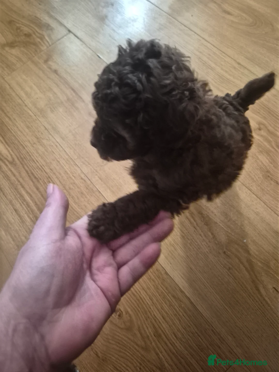 Toy Poodle dogs for sale: beautiful toy poodles for sale  - Advert 2