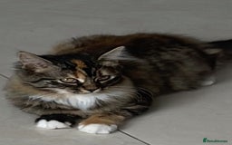 Mixed Breed cats for sale: 4Adorable Longhair Kittens-ready late Sep - Image 24