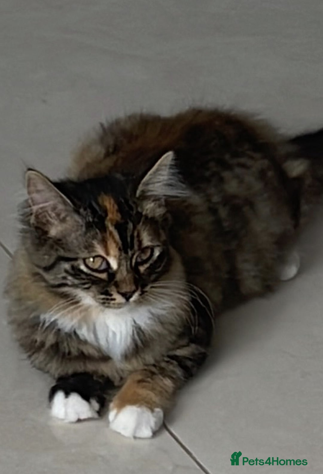 Mixed Breed cats for sale: 4Adorable Longhair Kittens-ready late Sep - Image 24