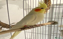 Cockatiels birds for sale: Beautiful Lutino Female Cockateil - Image 4