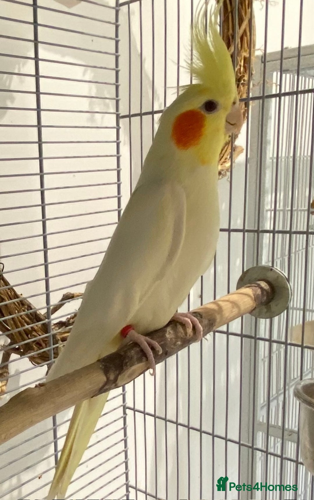 Cockatiels birds for sale: Beautiful Lutino Female Cockateil - Image 4