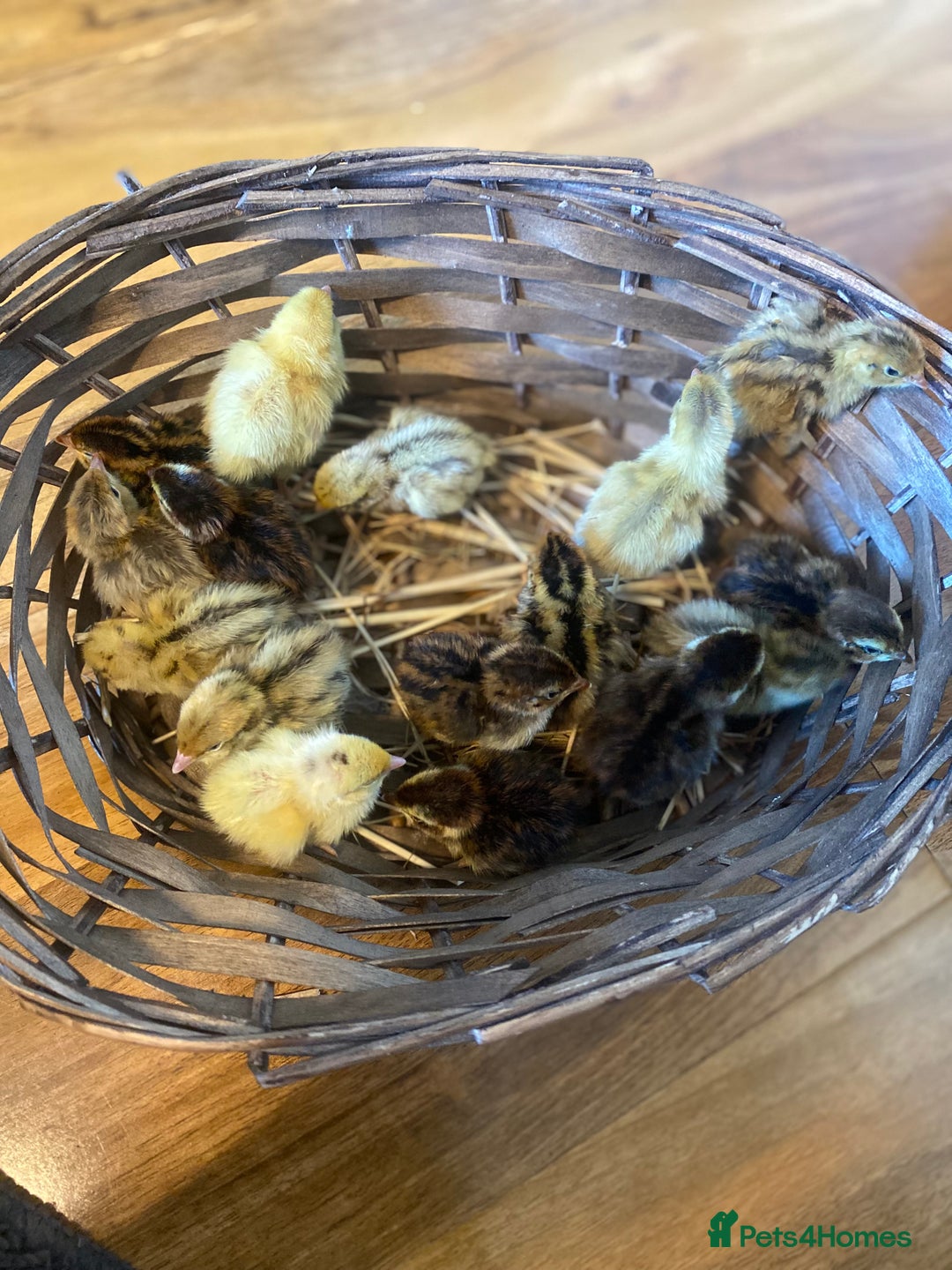 Quail poultry for sale: Day old quails - Image 1