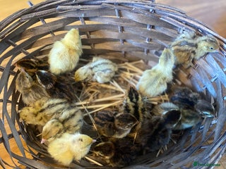 Quail poultry - Advert 4