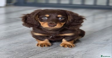 Miniature Dachshund dogs - Advert 9