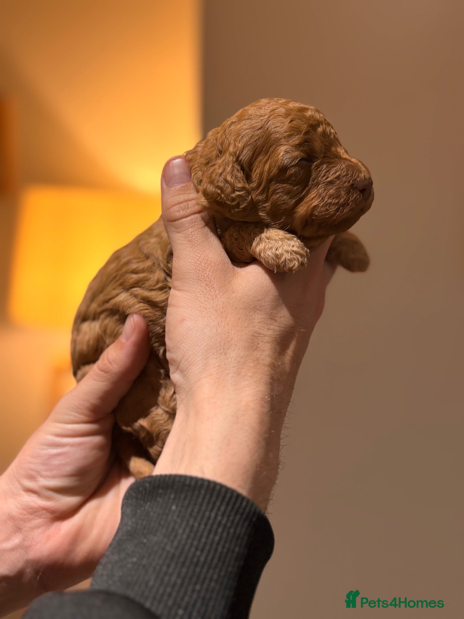 Cockapoo dogs F2 Apricot Cockapoos LICENSED BREEDER - Advert 17