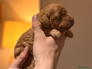 Cockapoo dogs F2 Apricot Cockapoos LICENSED BREEDER - Advert 17