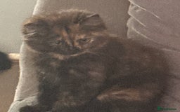 Mixed Breed cats for sale: Very cute little and friendly kitten - Image 3