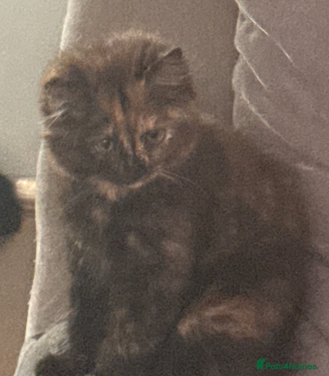 Mixed Breed cats for sale: Very cute little and friendly kitten - Image 3