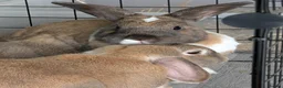 Mixed Breed rabbits for sale: Bonded pair  in Irvine - Advert 3