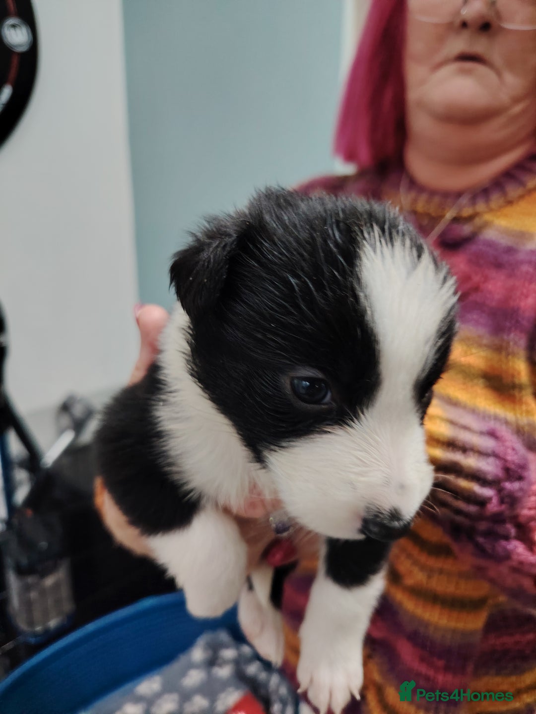 Border Collie dogs for sale: Border collie and blue merle  - Advert 14