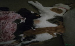 Mixed Breed cats for sale: 3 female kittens for sale £25 each - Image 1