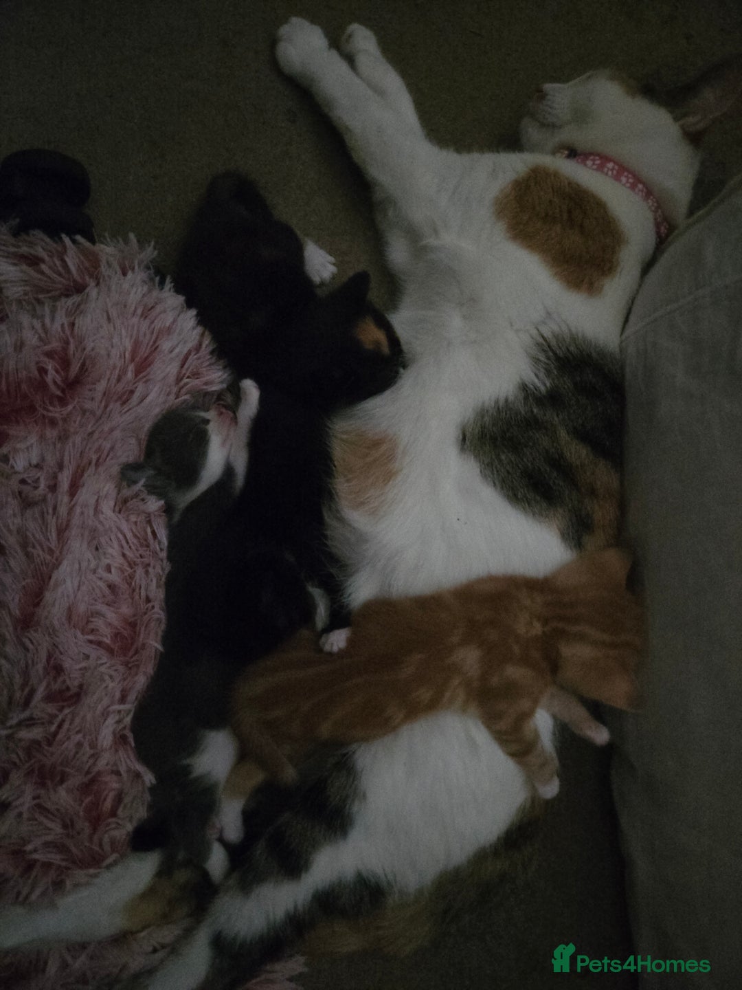 Mixed Breed cats for sale: 3 female kittens for sale £25 each - Image 1