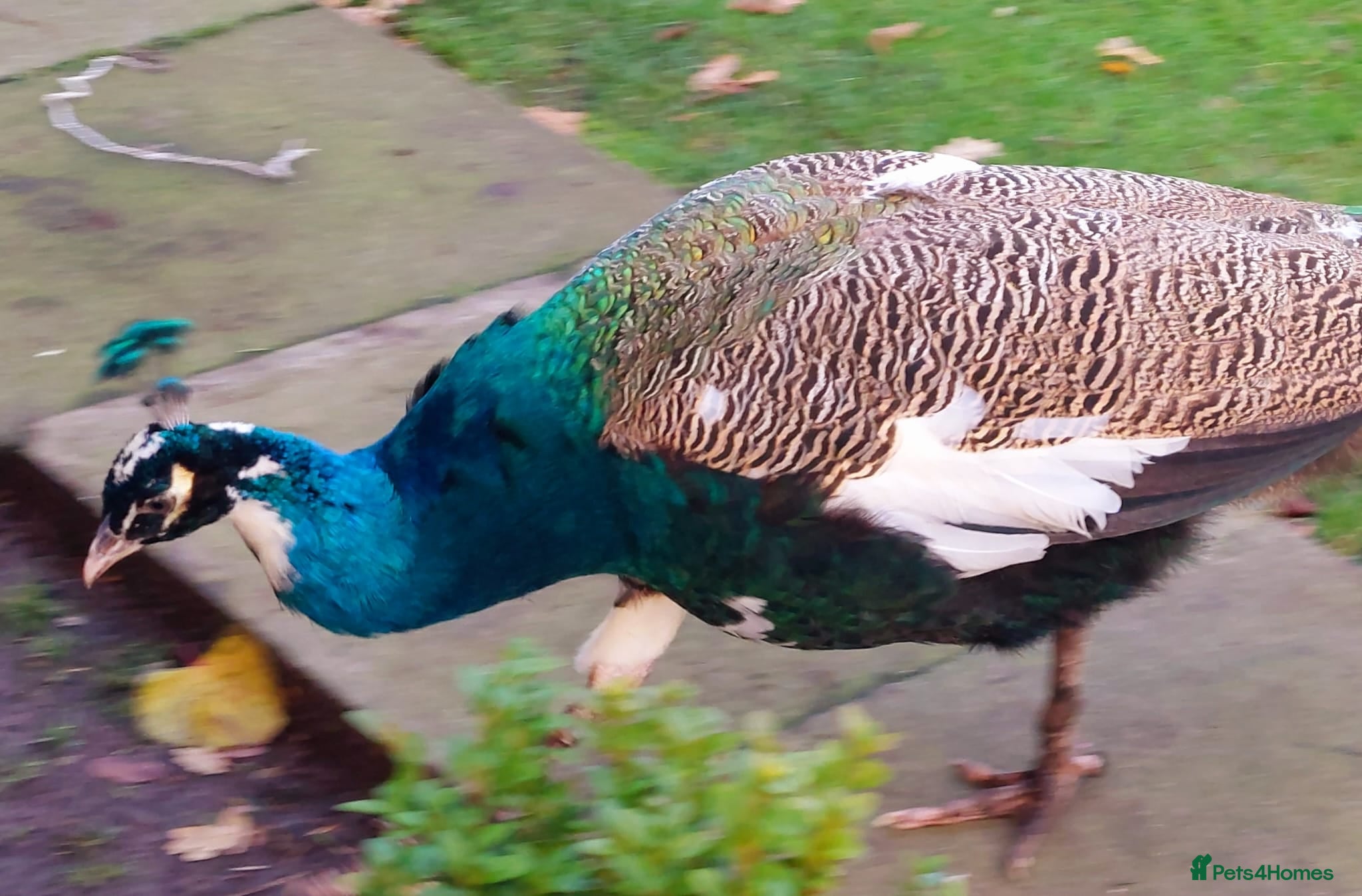 Mixed Breed birds Peacock - Advert 8