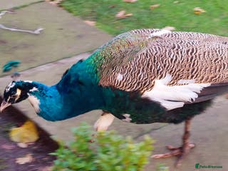 Mixed Breed birds Peacock - Advert 7