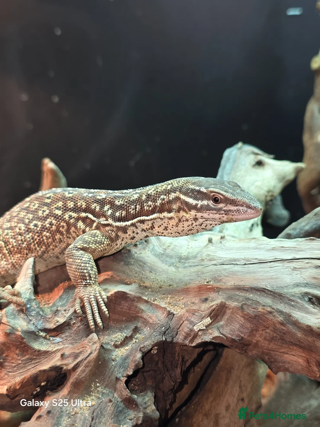 Monitor reptiles for sale: Red ackie & 4x2x2 enclosure  in Woking - Advert 4