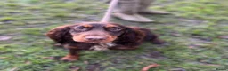 Cocker Spaniel dogs for sale: Chocolate and Tri Colour Working Cocker Spaniels - Advert 3