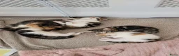 Mixed Breed cats for sale: Mancoon Mix Kittens (6) - Advert 2
