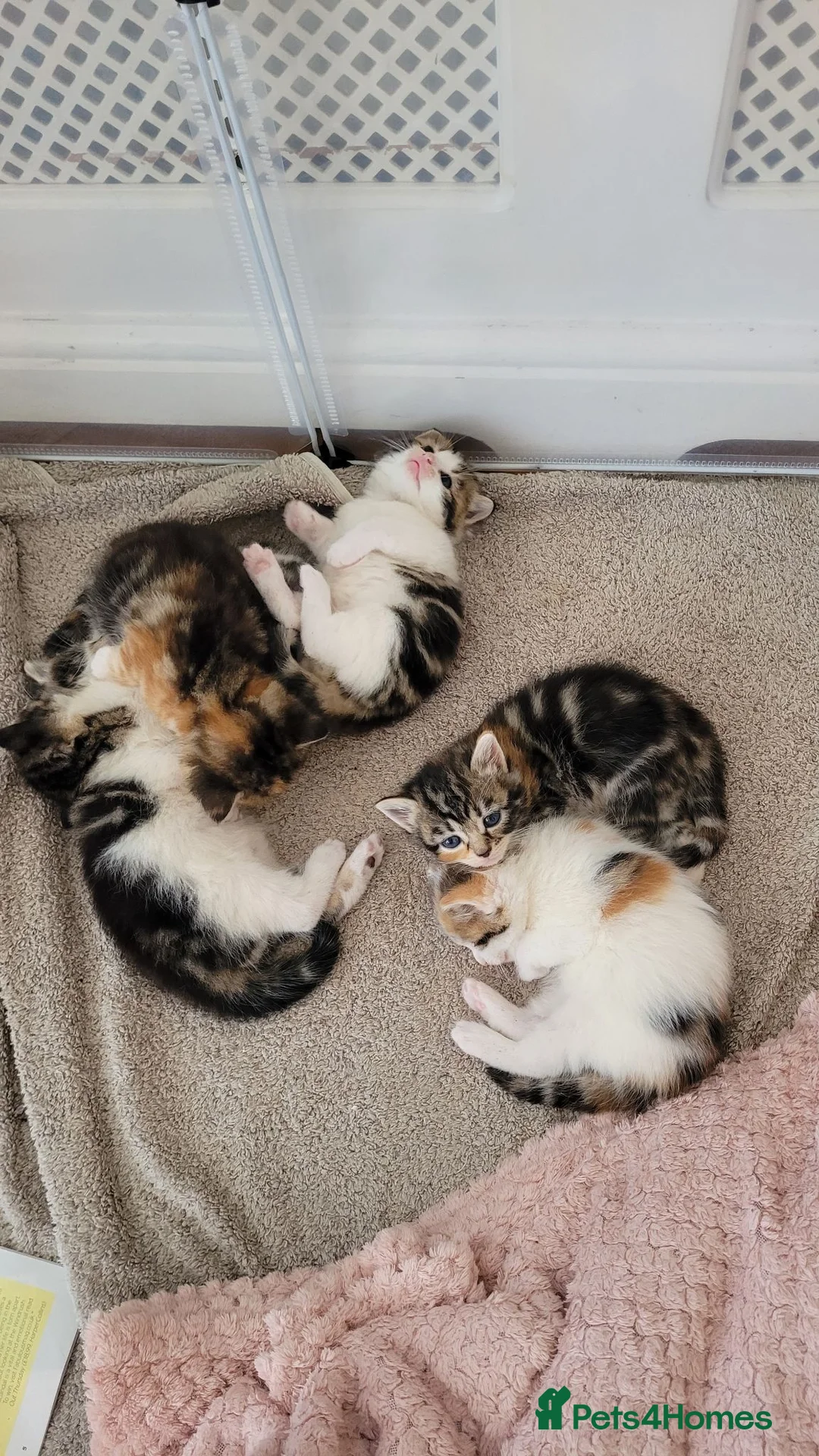 Mixed Breed cats for sale: Mancoon Mix Kittens (6) - Advert 2