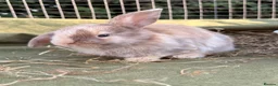 Mini Lop rabbits for sale: *Mini Lop Babies  - Advert 31