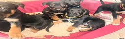 Mixed Breed dogs for sale: Beautiful litter of 10 puppies - Advert 3