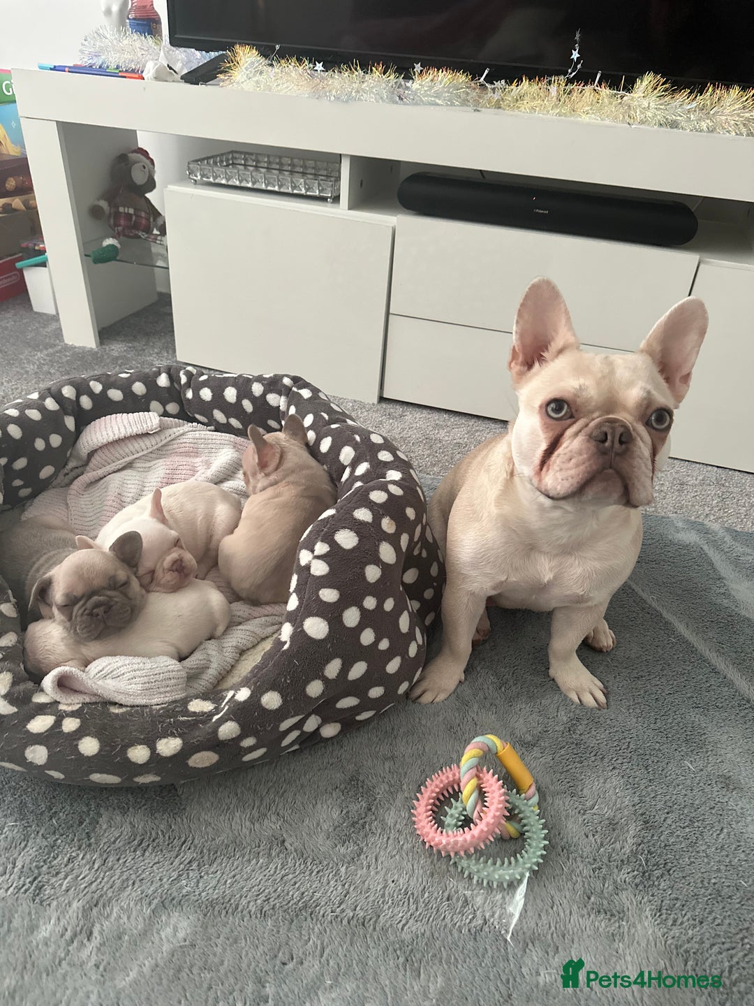 French Bulldog dogs for sale: Cream girl and cream boy available  - Advert 11