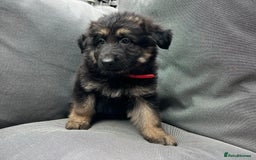 German Shepherd dogs for sale: *READY NOW!!* KC DNA BVA German Shepherds - Image 15
