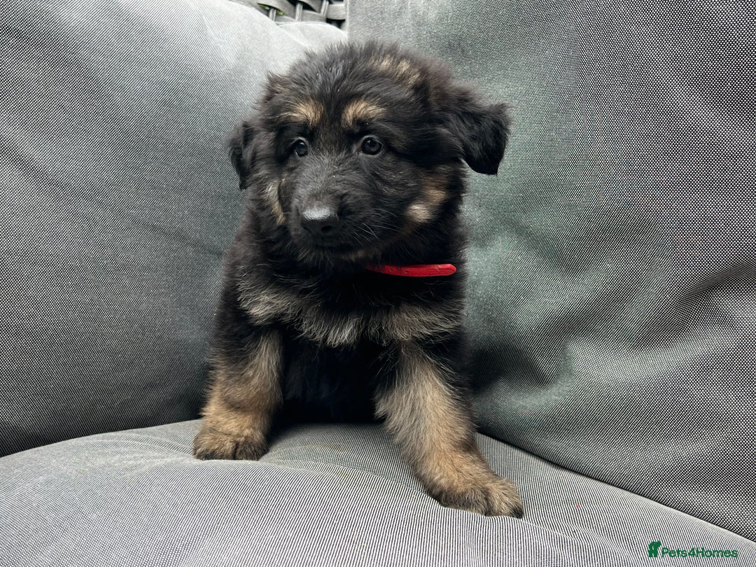 German Shepherd dogs for sale: *READY NOW!!* KC DNA BVA German Shepherds - Image 15