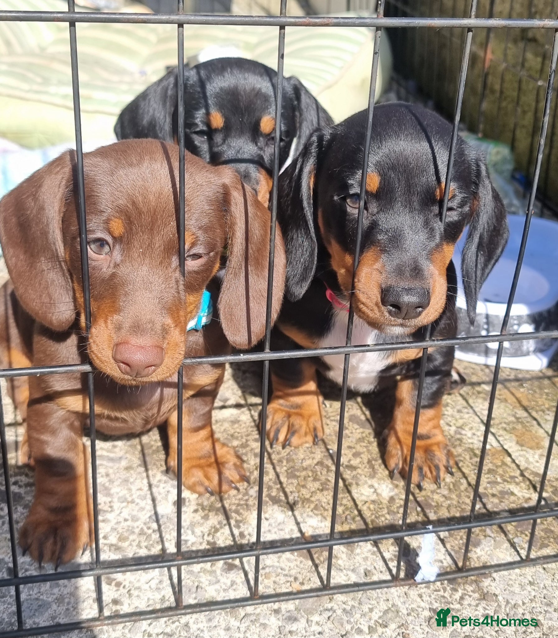 Dachshund dogs Standard dachshund  - Advert 6