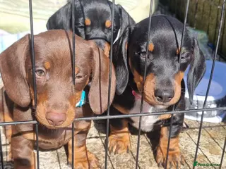 Dachshund dogs Standard dachshund - Advert 6