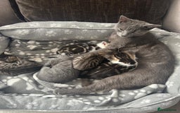 Mixed Breed cats for sale: 4 kittens for sale  - Image 4
