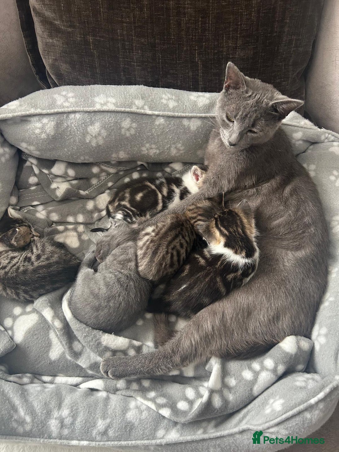 Mixed Breed cats for sale: 4 kittens for sale  - Image 4