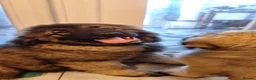Caucasian Shepherd Dog dogs for sale: Puppies  in Hereford - Advert 4