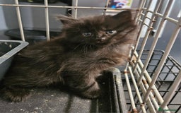 Maine Coon cats for sale: Beautiful black fluffy part maincoon kittens - Image 9