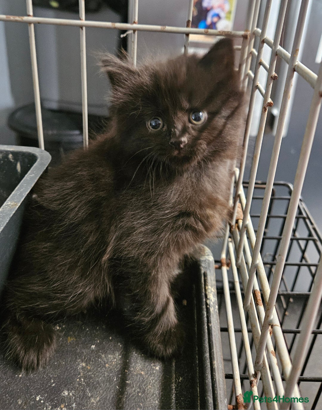 Maine Coon cats for sale: Beautiful black fluffy part maincoon kittens - Image 9