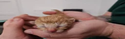 Mixed Breed cats for sale: Beautiful Unique Kittens Now Available to Reserve in Salisbury - Advert 29