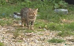 Mixed Breed cats for sale: Bombay x Bengal kittens  - Image 10