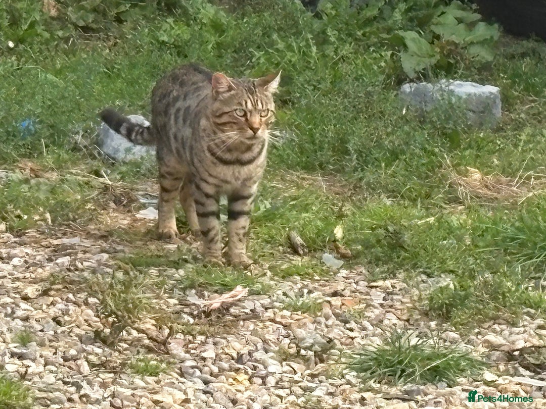 Mixed Breed cats for sale: Bombay x Bengal kittens  - Image 10